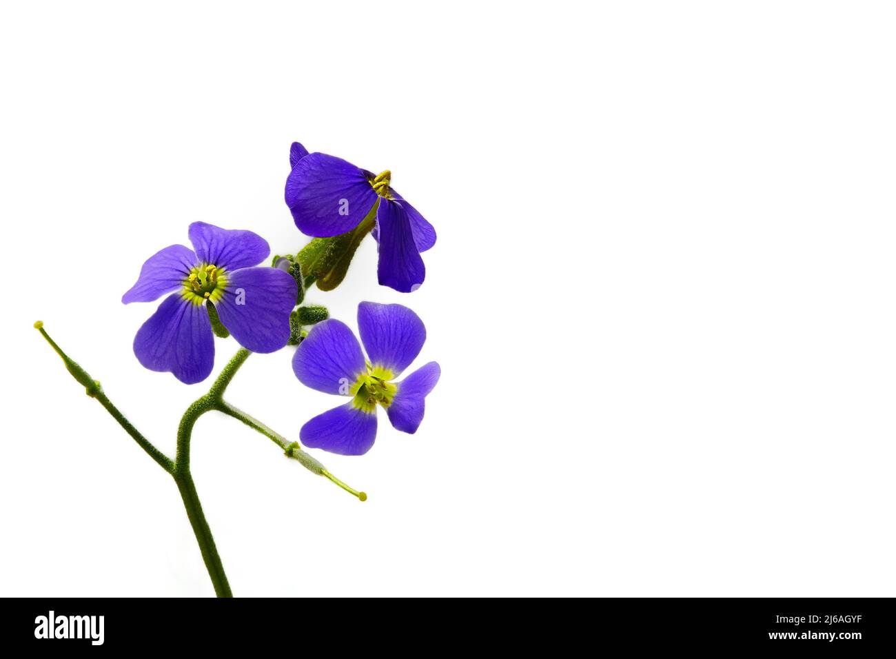 Greek blue pillow Aubrieta deltoidea, white background. Stock Photo