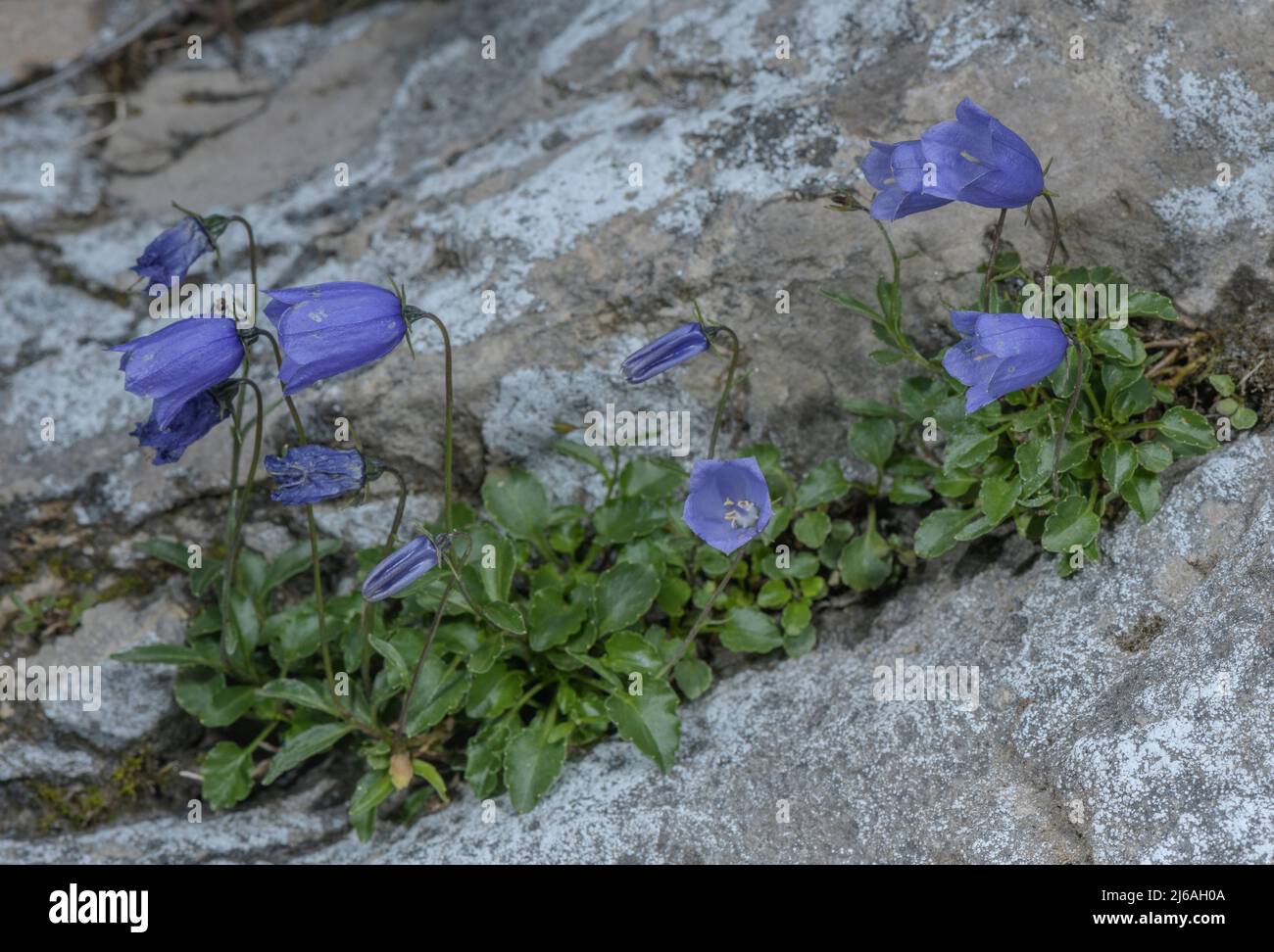 Fairy's-thimble, Campanula cochleariifolia, in flower in rock crevice, Austrian Alps. Stock Photo