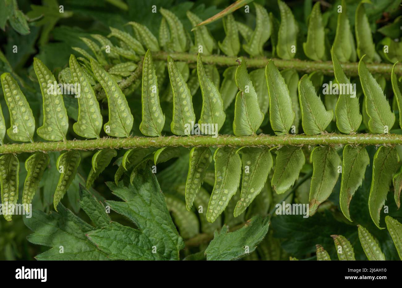 Fertile frond of Holly Fern, Polystichum lonchitis, with sori on underside. Stock Photo