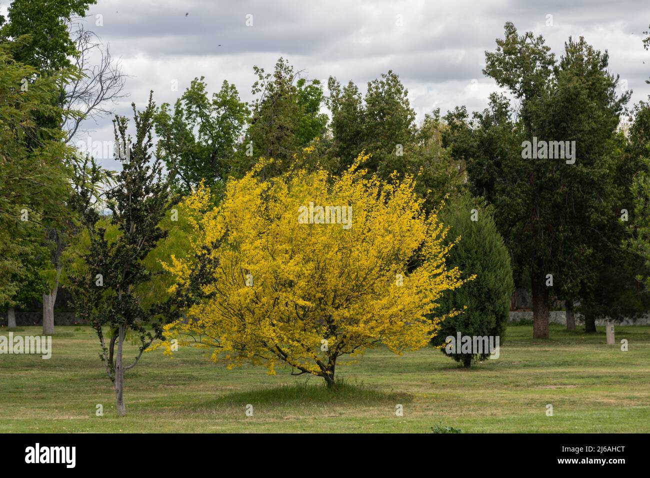 Beautiful blooming yellow Palo Verde tree at the Lake Balboa park, Los