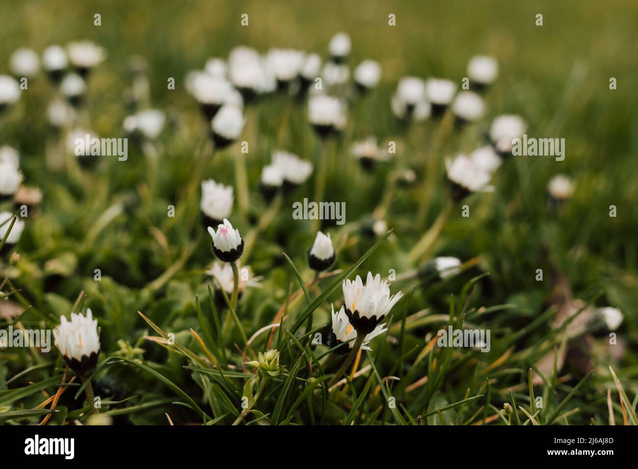 Small spring april branches hi res stock photography and images Alamy