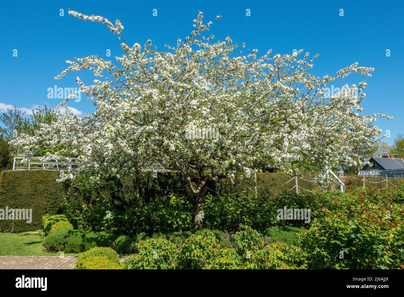 White Blossom,Spring,Borde Hill Garden,Sussex,England Stock Photo
