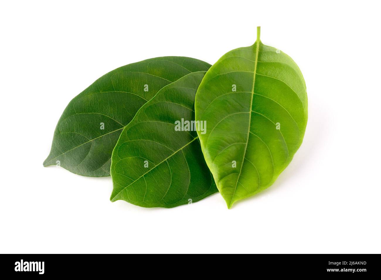 jackfruit leaves, edible health beneficial leaves used in medicinal