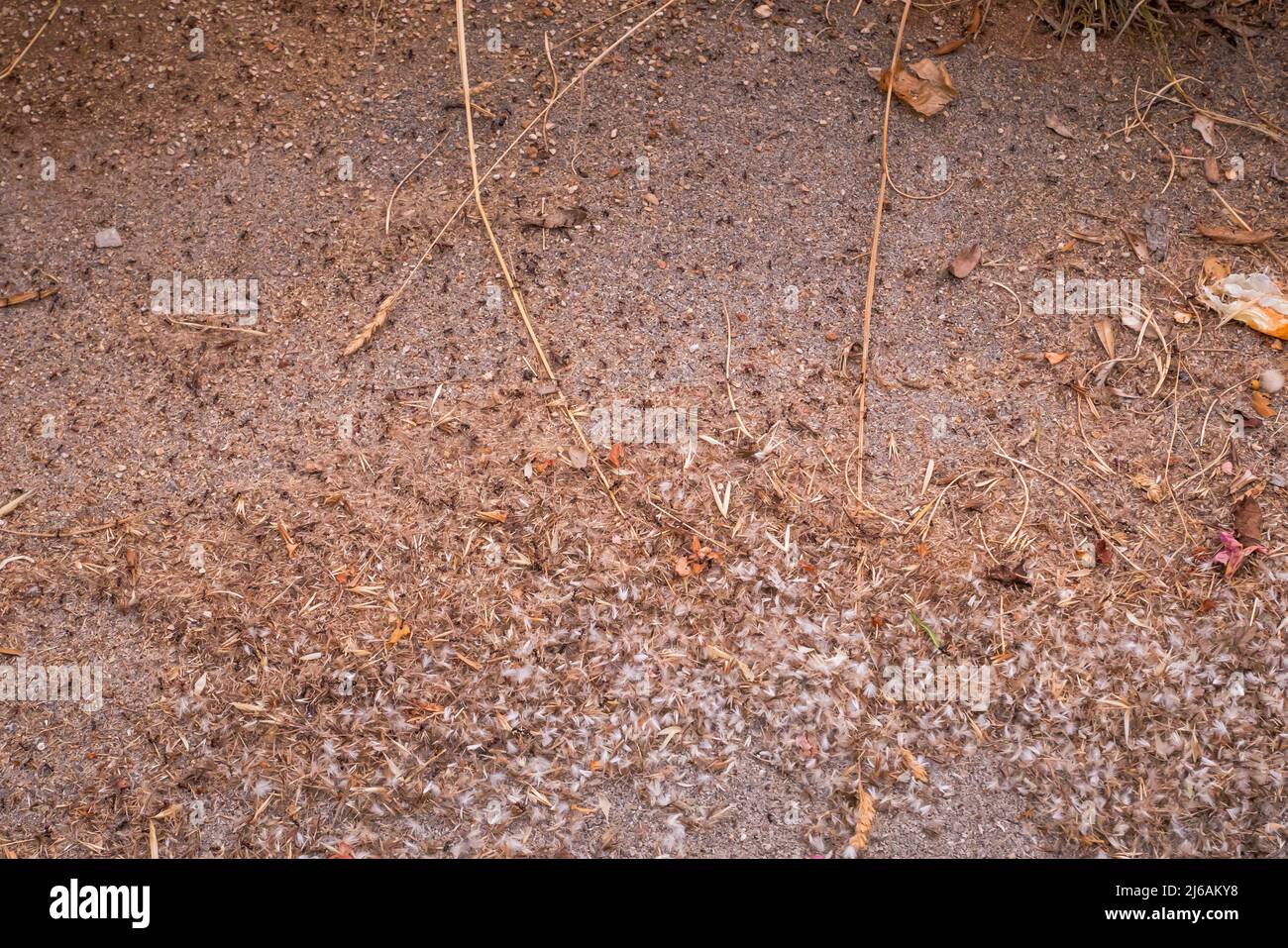 A colony of tiny ants swarming an area Stock Photo