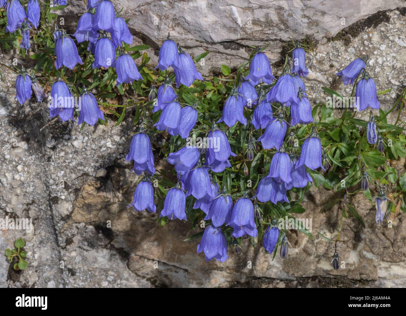 Fairy's-thimble, Campanula cochleariifolia, in flower on limestone wall, Slovenia. Stock Photo