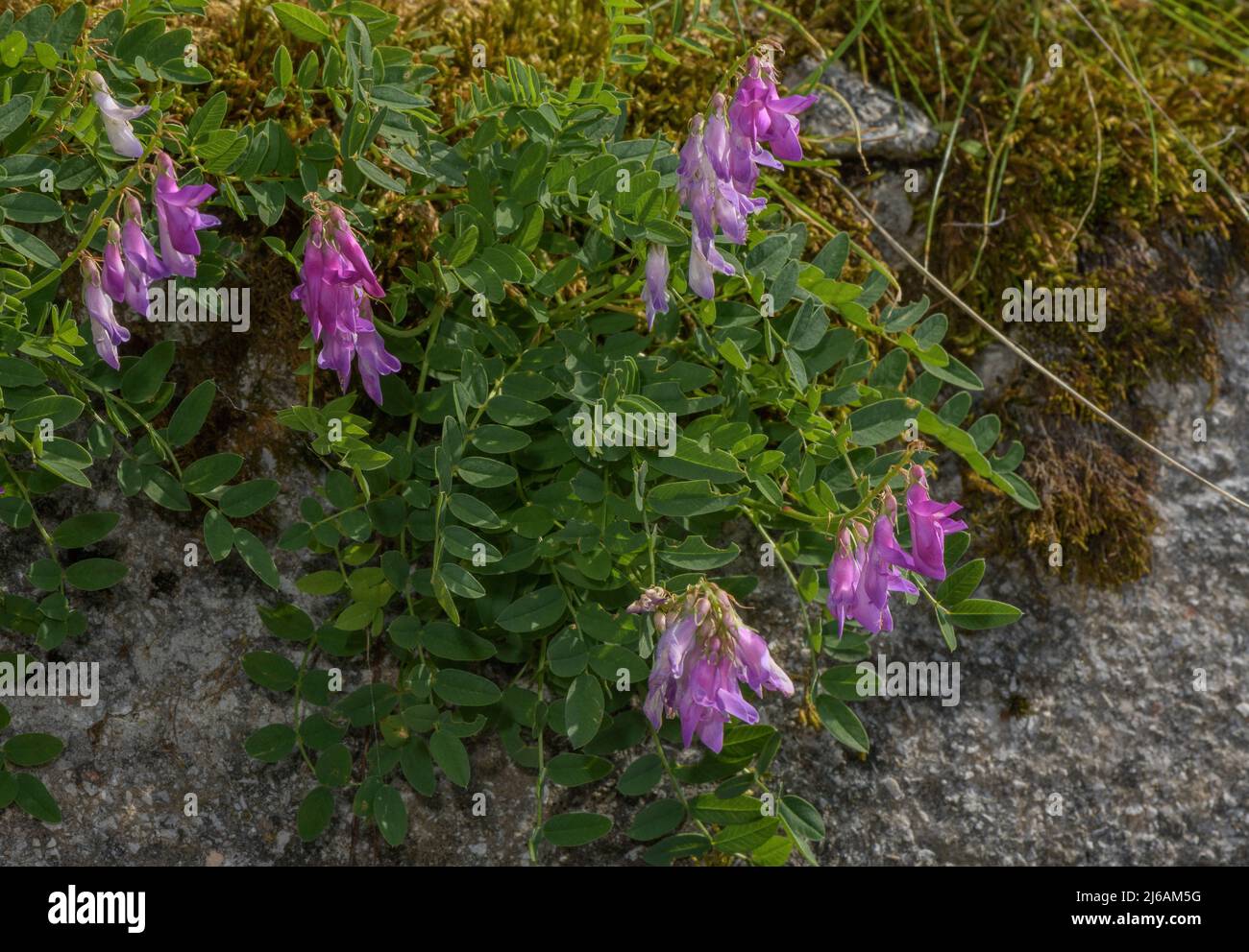 Alpine sainfoin, Hedysarum hedysaroides in flower in high pasture, Slovenia. Stock Photo