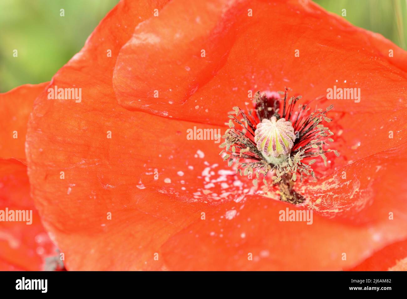 Detalle del interior de una flor de amapola, Papaver rhoeas Stock Photo