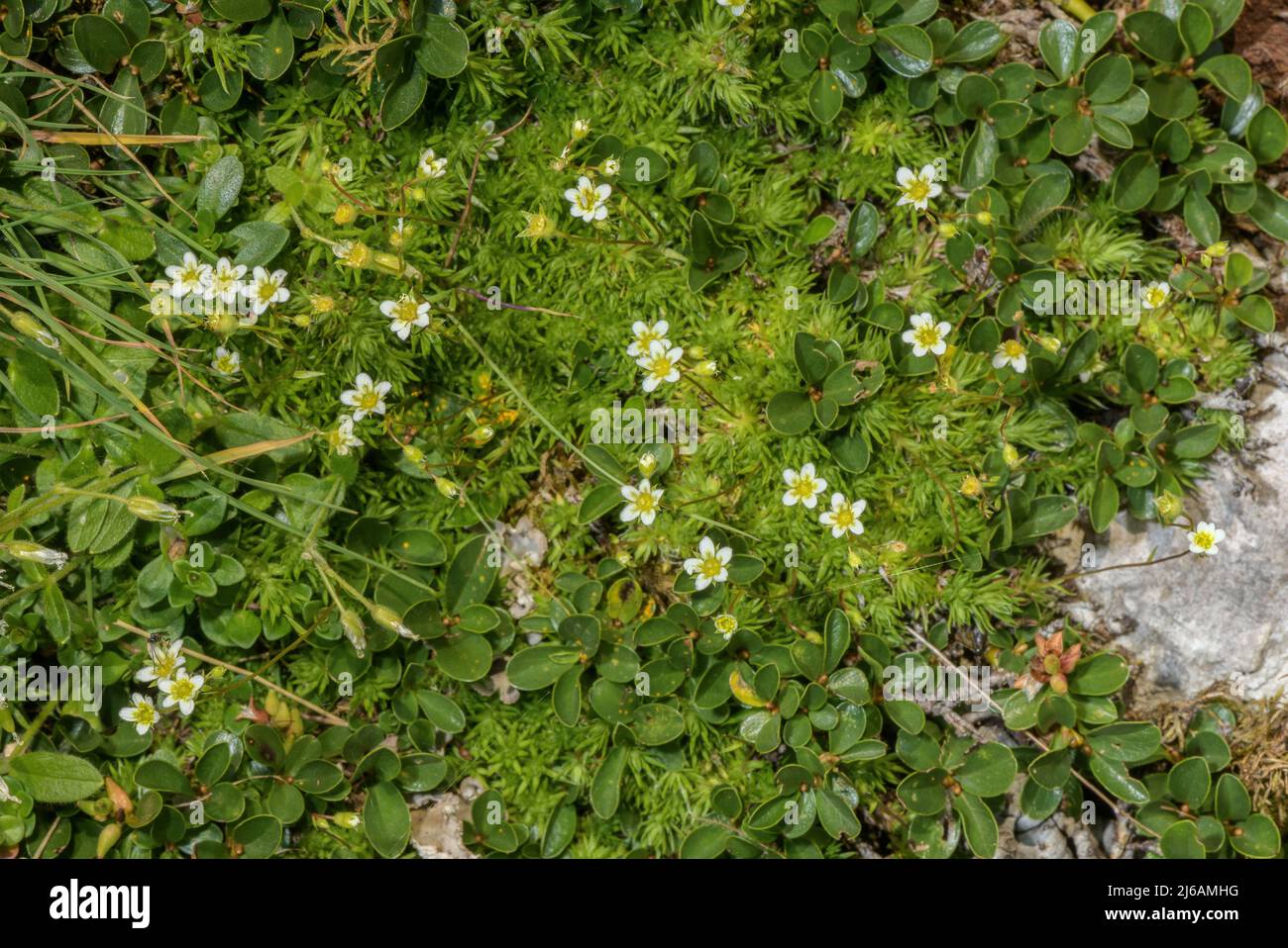 Awl-leaved Saxifrage, Saxifraga tenella in flower on limestone, in the Julian Alps. Stock Photo