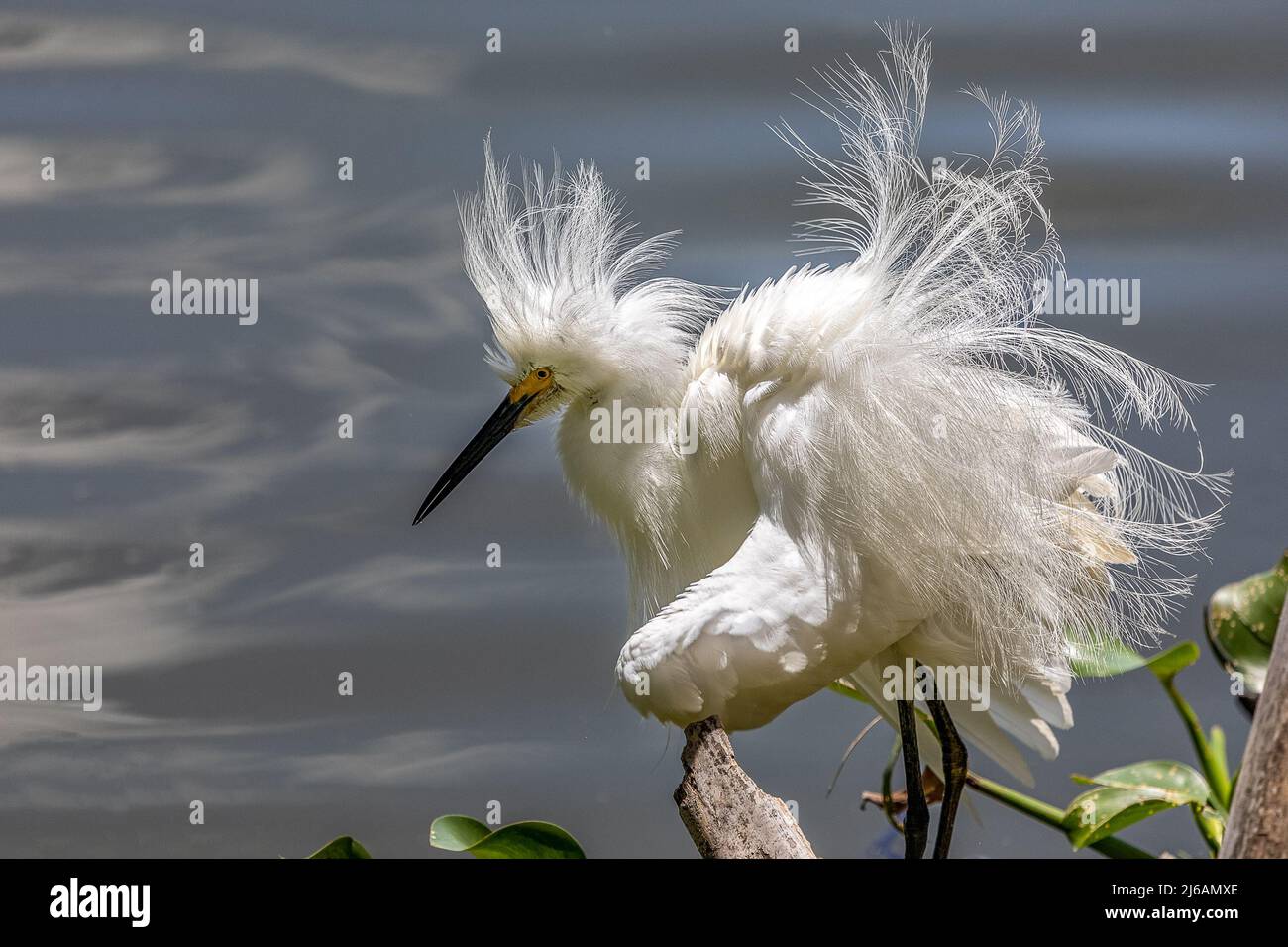 Beautiful Snowy Egret shaking out it's feathers at Lake Hancock Stock Photo