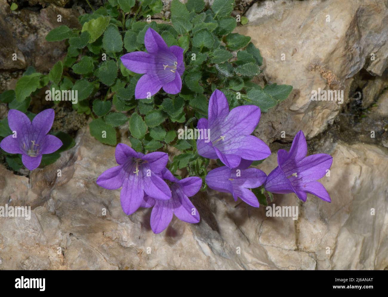 Moretti's bellflower, Campanula morettiana, growing on dolomite, in the Dolomites. A Dolomite endemic. Stock Photo
