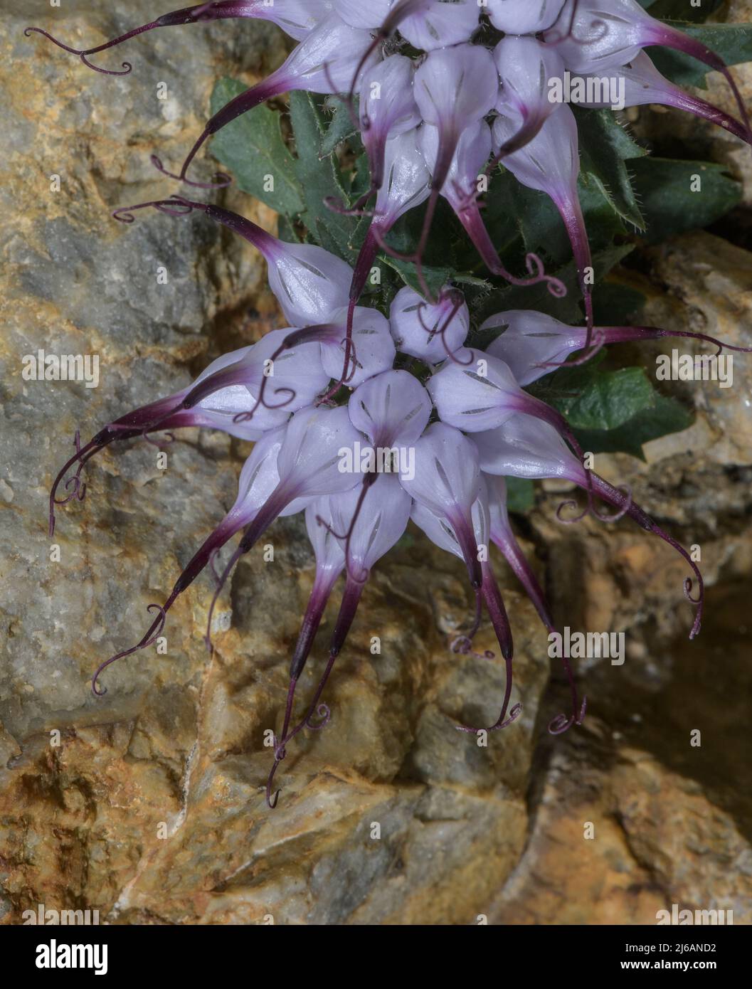 Devil’s Claw, Physoplexis comosa in flower in rock-crevice, in the