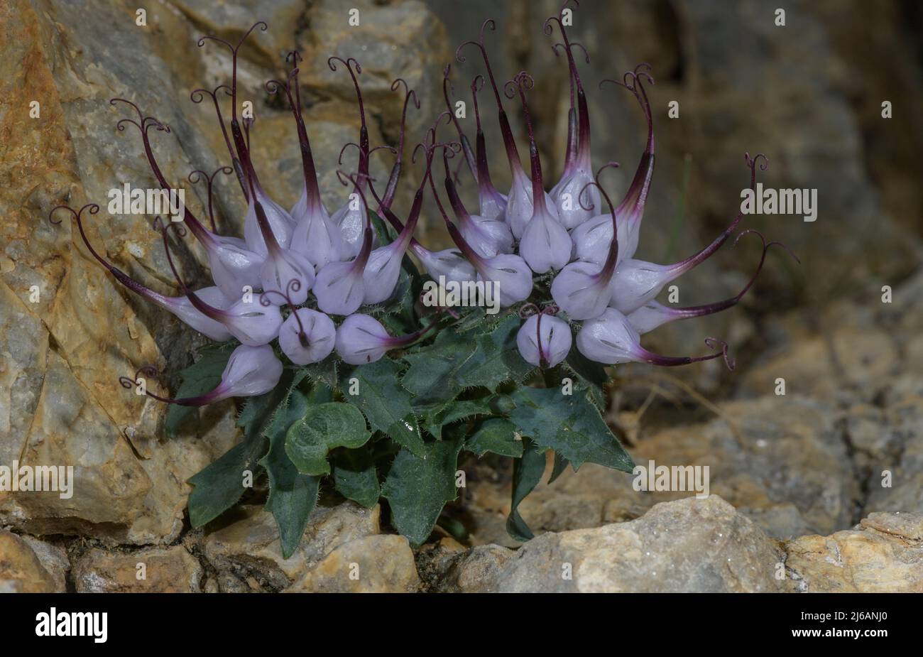 Devil's Claw, Physoplexis comosa in flower in rock-crevice, in the Dolomites. Italy. Stock Photo