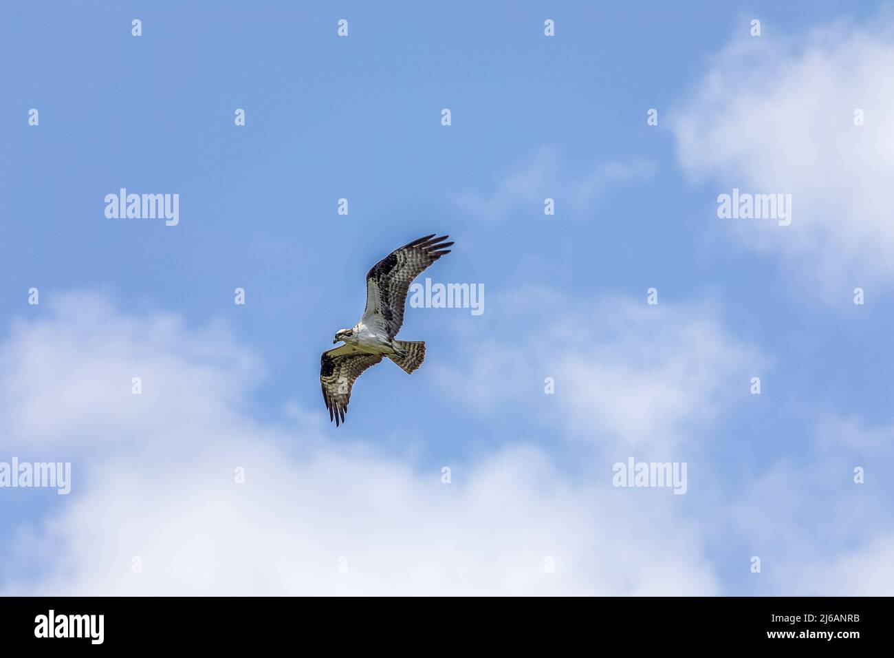 Osprey flyng over the wetlands at Payes prairie preserve state park in Gainesville, Florida Stock Photo