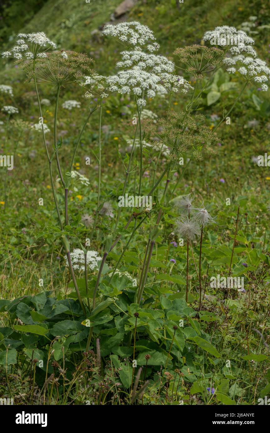 Broad-leaved sermountain, Laserpitium latifolium in flower in alpine grassland. Stock Photo