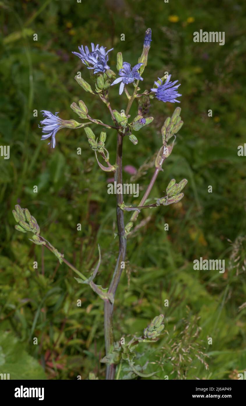 Hairless Blue-sowthistle, Cicerbita plumieri in flower in the Alps. Stock Photo