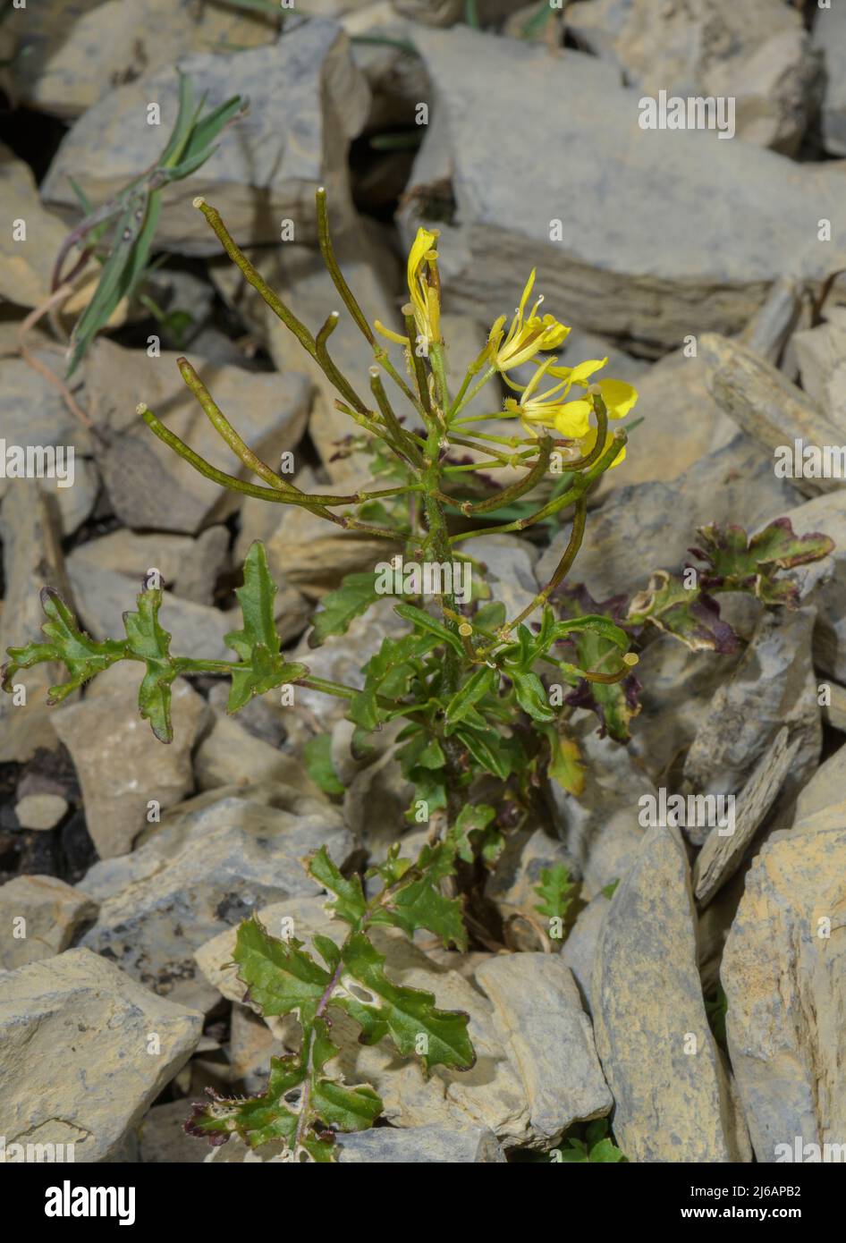 Watercress-leaved Rocket, Erucastrum nasturtiifolium, on alpine scree. Stock Photo