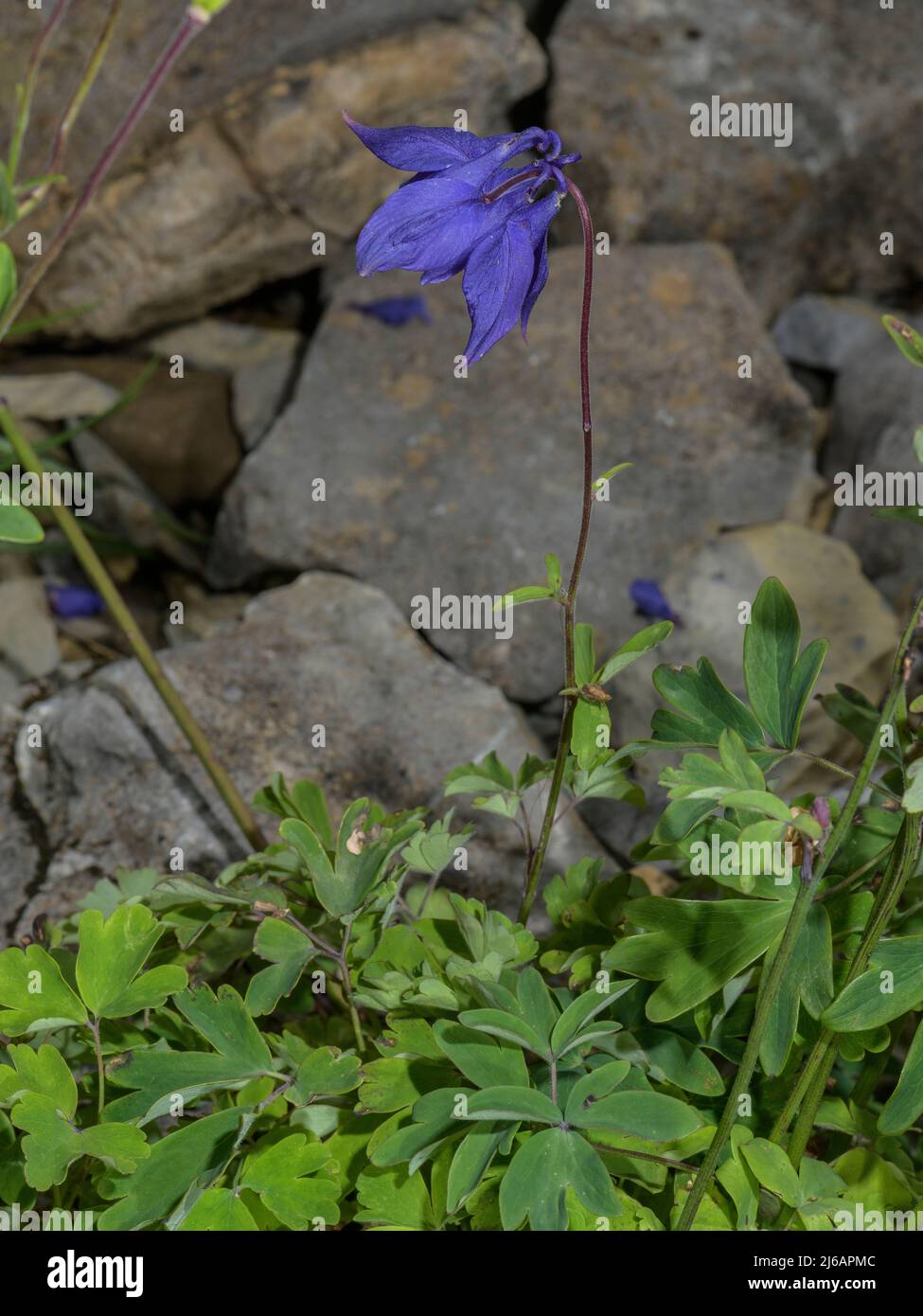 Alpine columbine, Aquilegia alpina, in flower in the Swiss Alps. Stock Photo