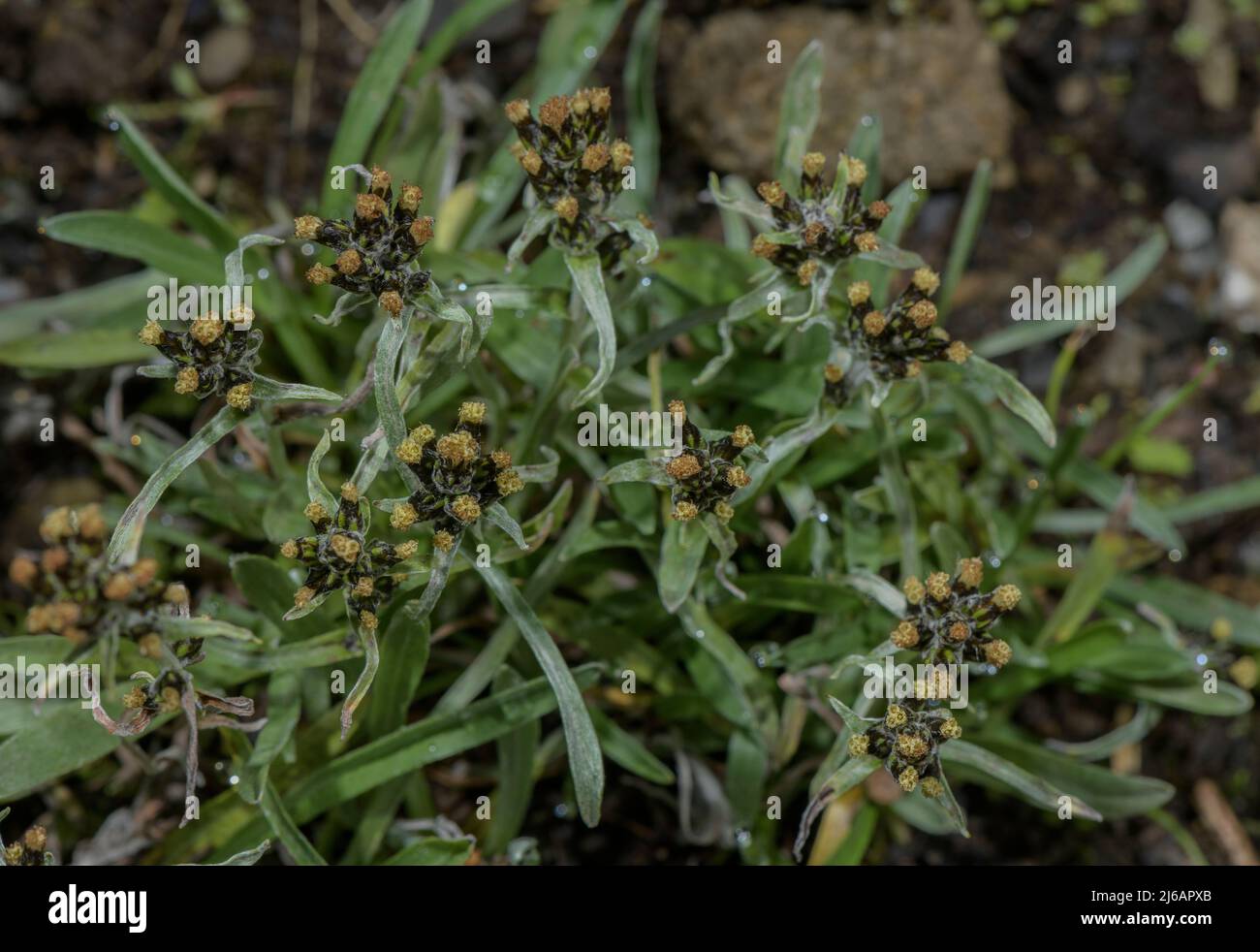 Hoppe's Cudweed, Gnaphalium hoppeanum in flower in the Swiss Alps. Stock Photo