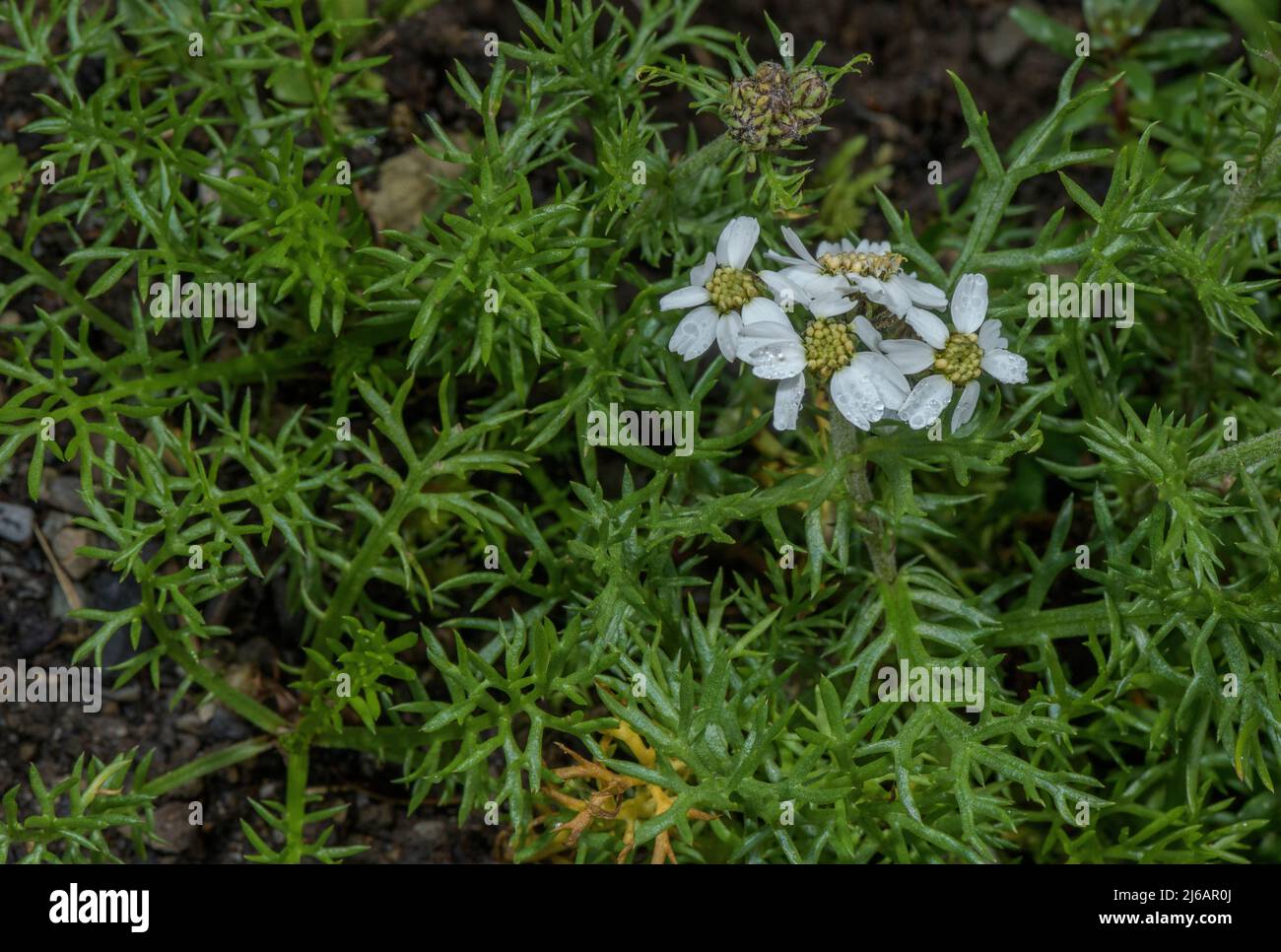 Black yarrow, Achillea atrata, in flower in the Swiss Alps. Stock Photo