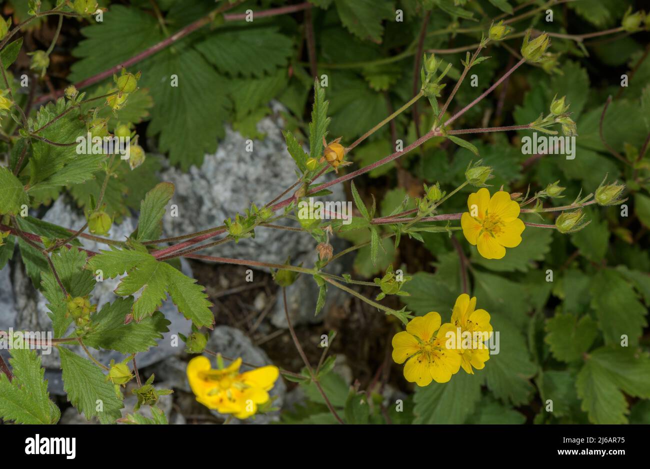 Large-flowered Cinquefoil, Potentilla grandiflora in flower in the Swiss Alps. Stock Photo