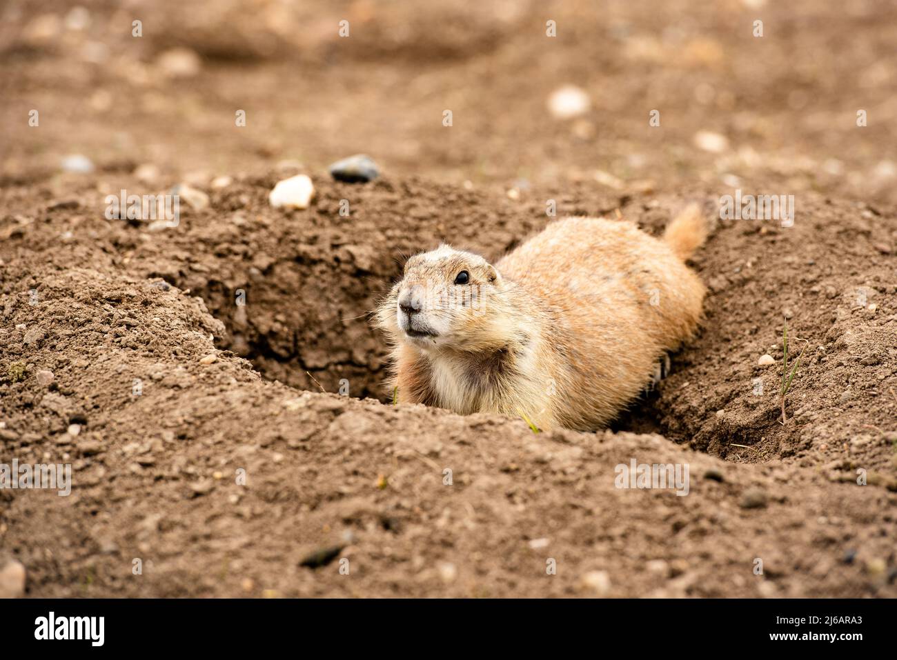 Close up Prairie Dog Town in Badlands National Park, South Dakota, small rodent on guard by burrow looking out for predators, alerting colony, grassla Stock Photo