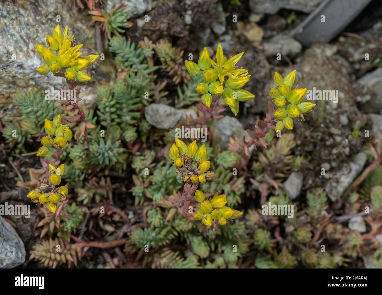 Mountain Stonecrop, Sedum montanum, in flower in the Swiss Alps. Stock Photo