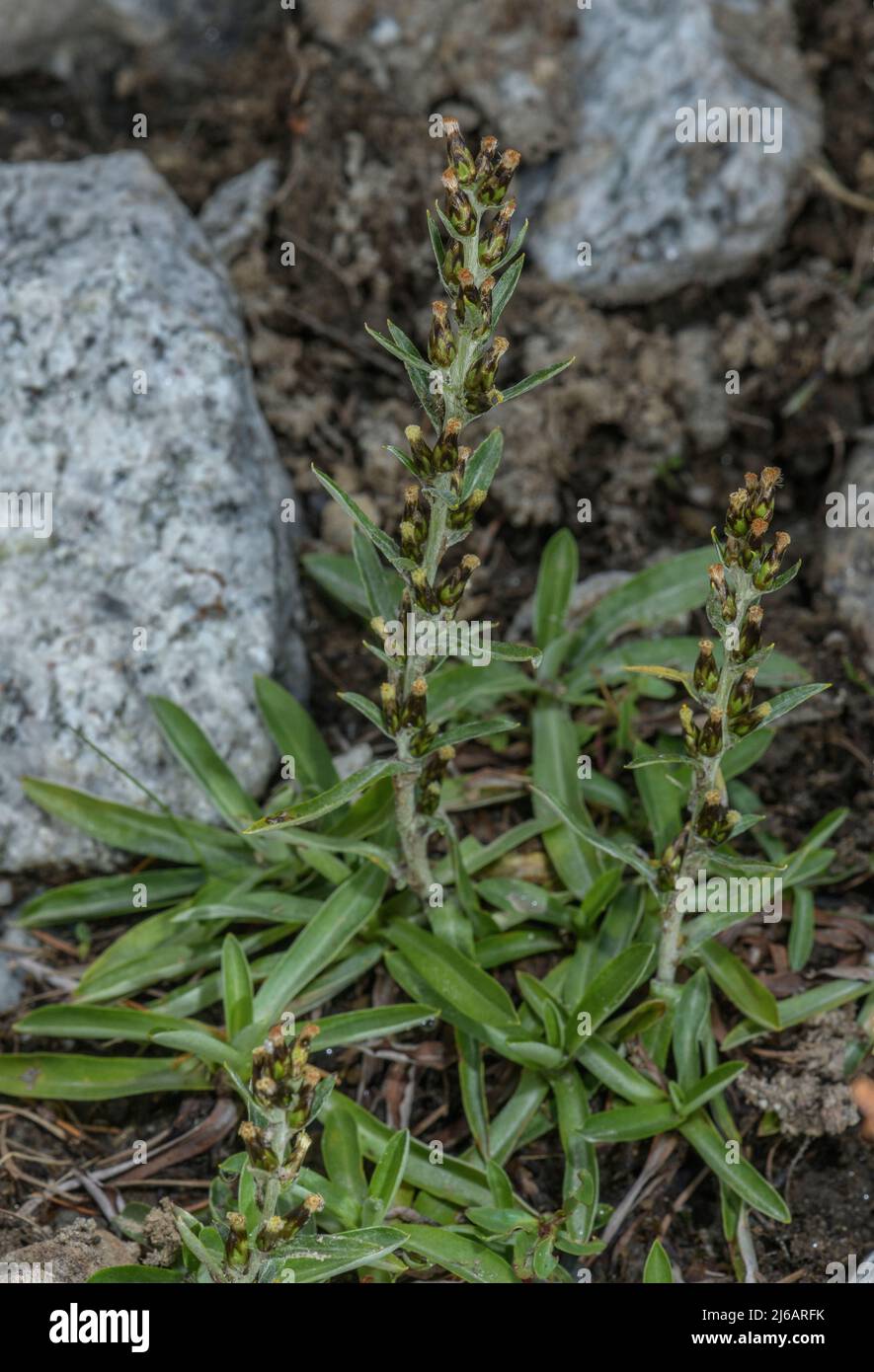 Heath cudweed, Gnaphalium sylvaticum, in flower on rocky slope. Stock Photo