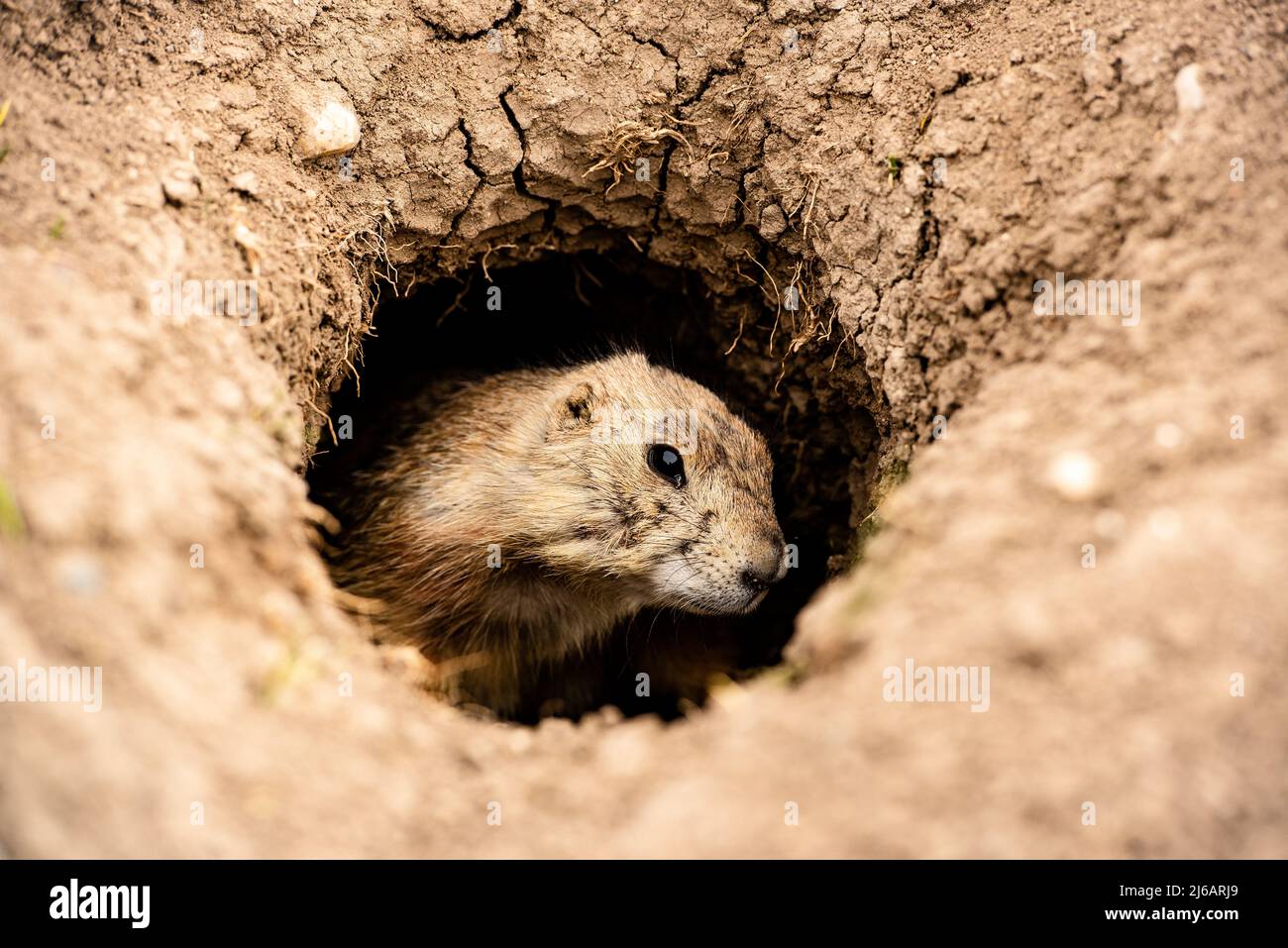 Close up Prairie Dog peeking out of burrow hole in Badlands National Park, South Dakota, small rodent on guard looking out for predators, colony watch Stock Photo