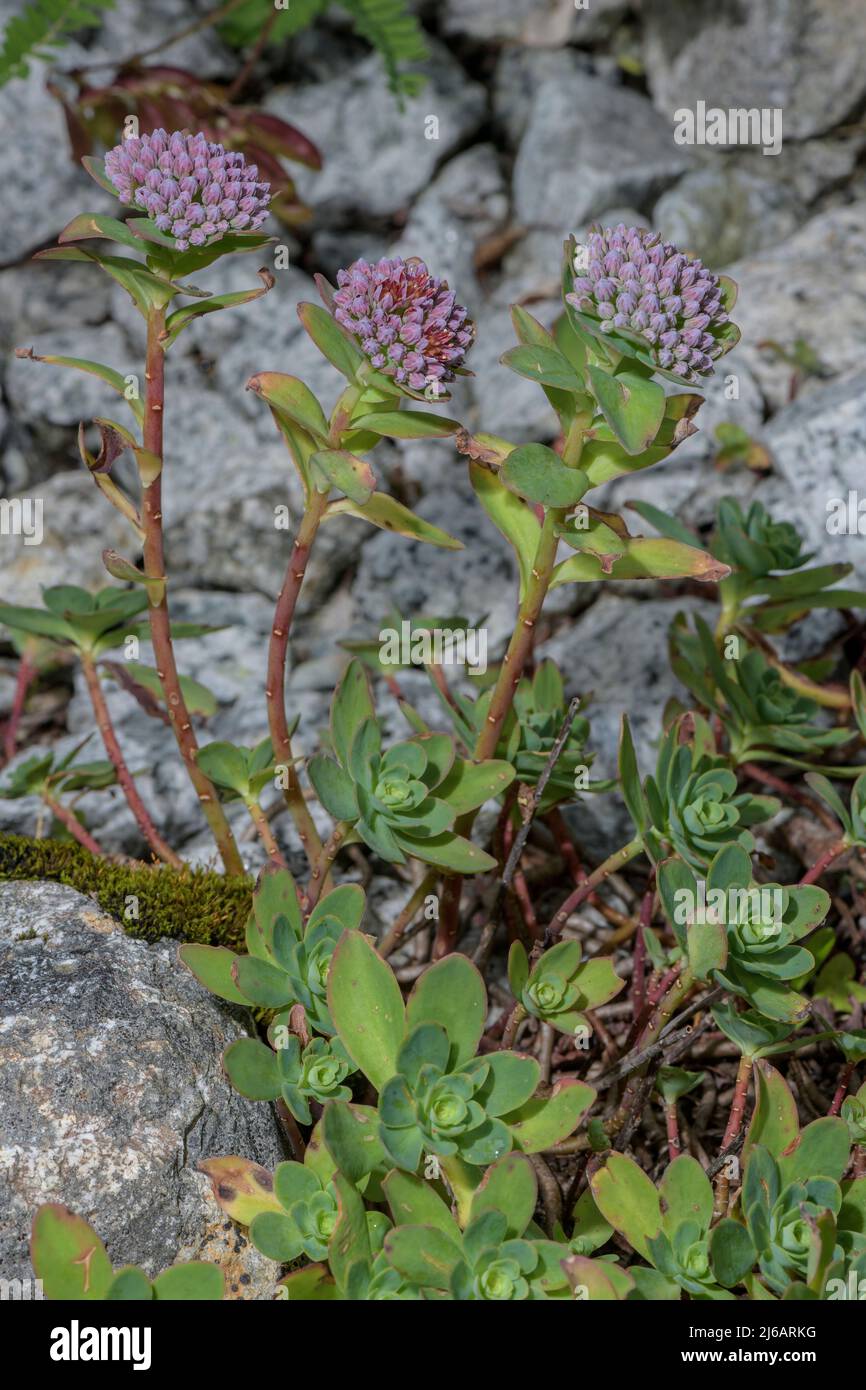 Evergreen Orpine, Sedum anacampseros, in flower in the Swiss Alps. Stock Photo