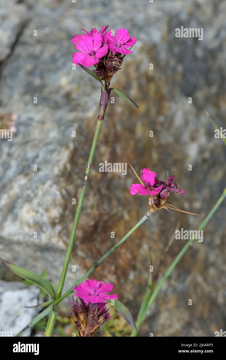 Carthusian Pink, Dianthus carthusianorum ssp vaginatus in flower in Swiss Alps. Stock Photo