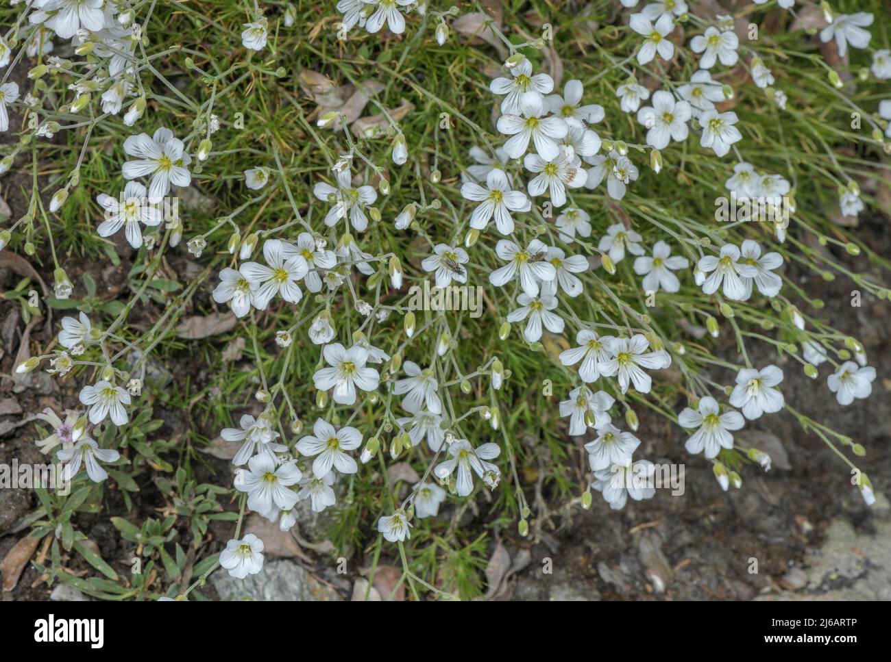 Larch Leaf Sandwort, Minuartia laricifolia, in flower in the Alps. Stock Photo