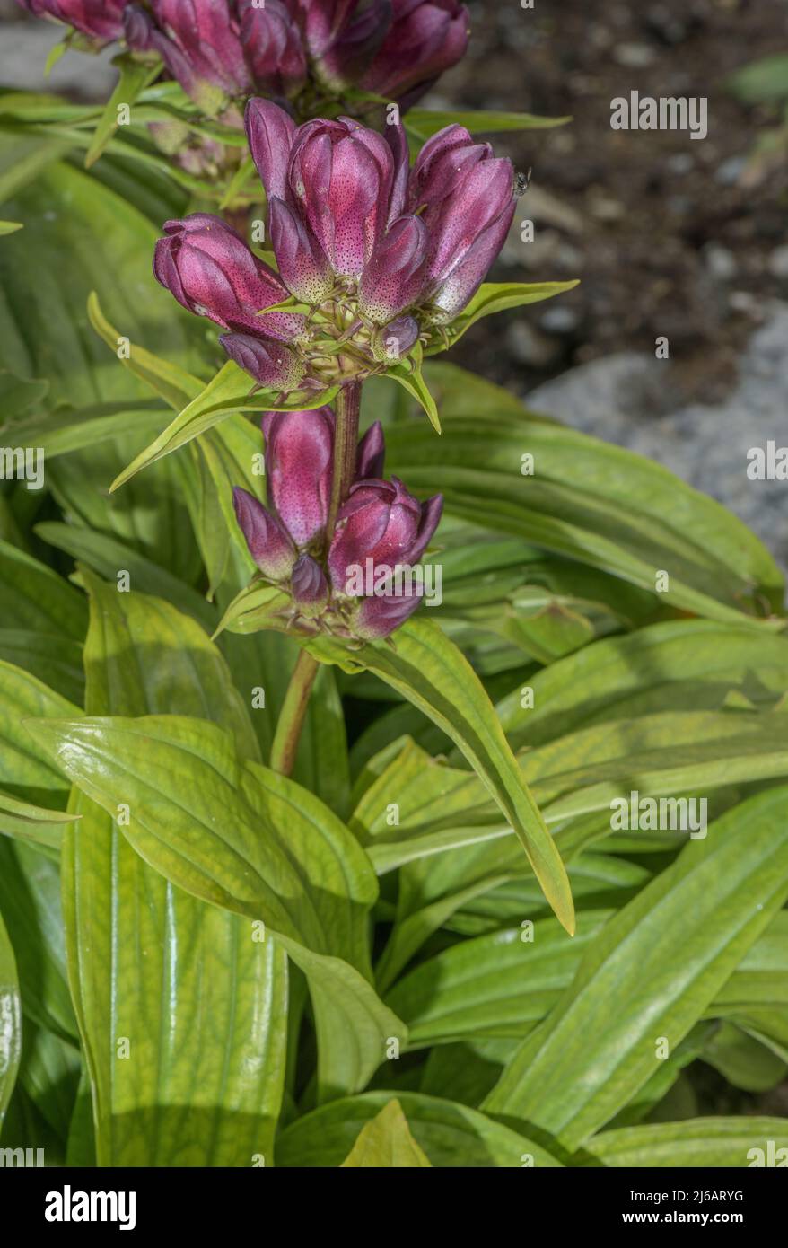 Hungarian gentian, Gentiana pannonica, in flower in the Swiss Alps. Stock Photo