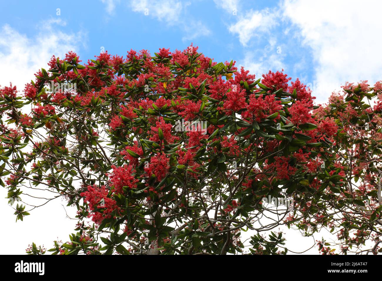 The canopy of a Triplaris weigeltiana tree, Long John, profusely blooming with pink flowers with a paritally cloudy sky in the background in Kauai, Ha Stock Photo