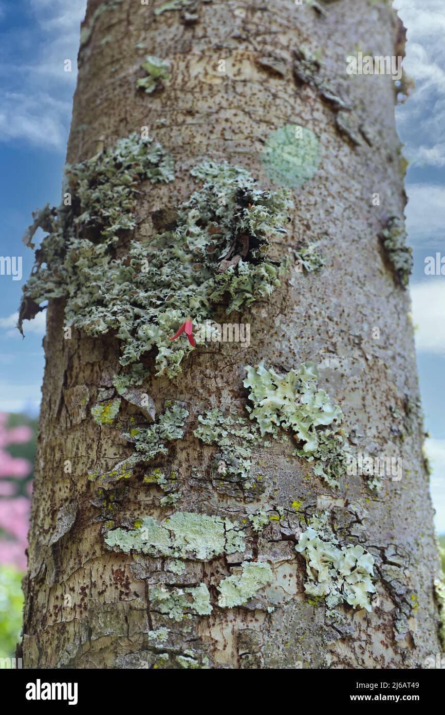 The trunk of a Triplaris weigeltiana tree, Long John, with a lone pink flower abd green lichen growing on the bark in Kauai, Hawaii, USA Stock Photo