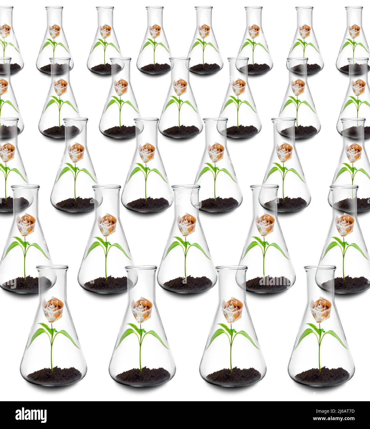 Money flowers growing in flasks, conceptual image Stock Photo