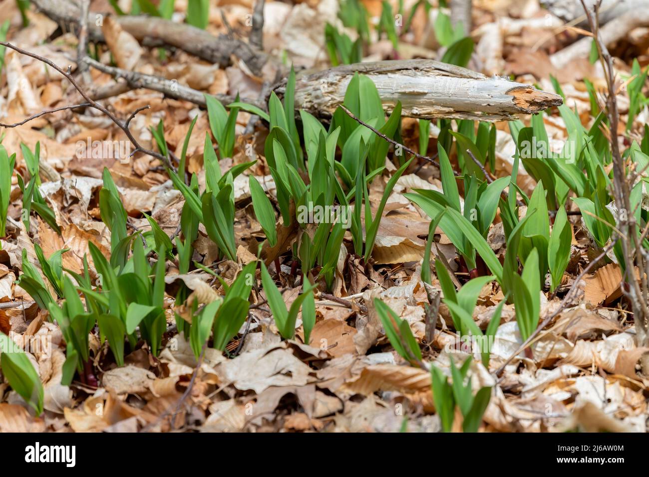 Wild Ramps wild garlic ( Allium tricoccum), commonly known as ramp