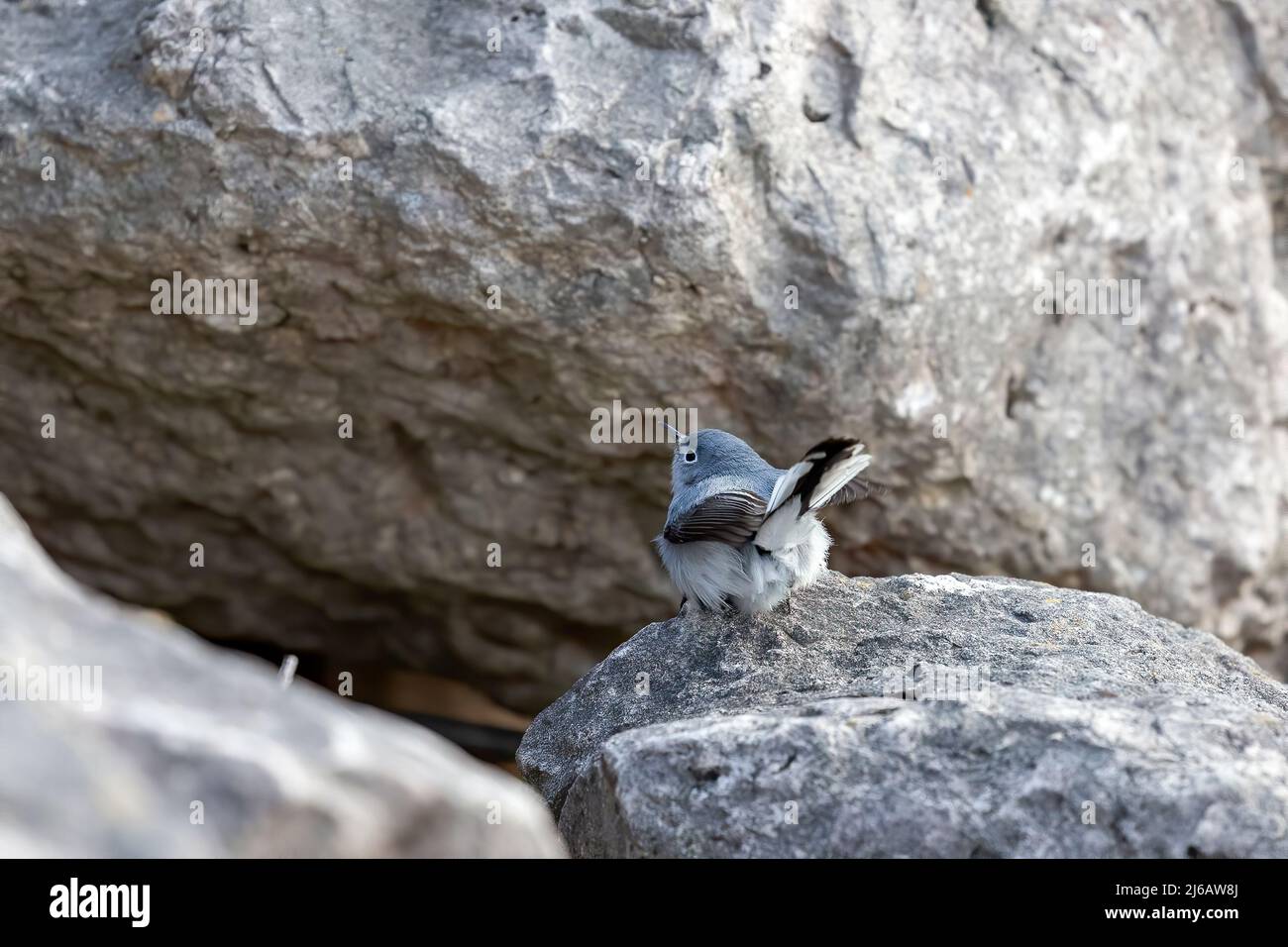 The blue-gray gnatcatcher or blue-grey gnatcatcher (Polioptila caerulea)on the coast of lake Michigan. Small bird native to North America Stock Photo