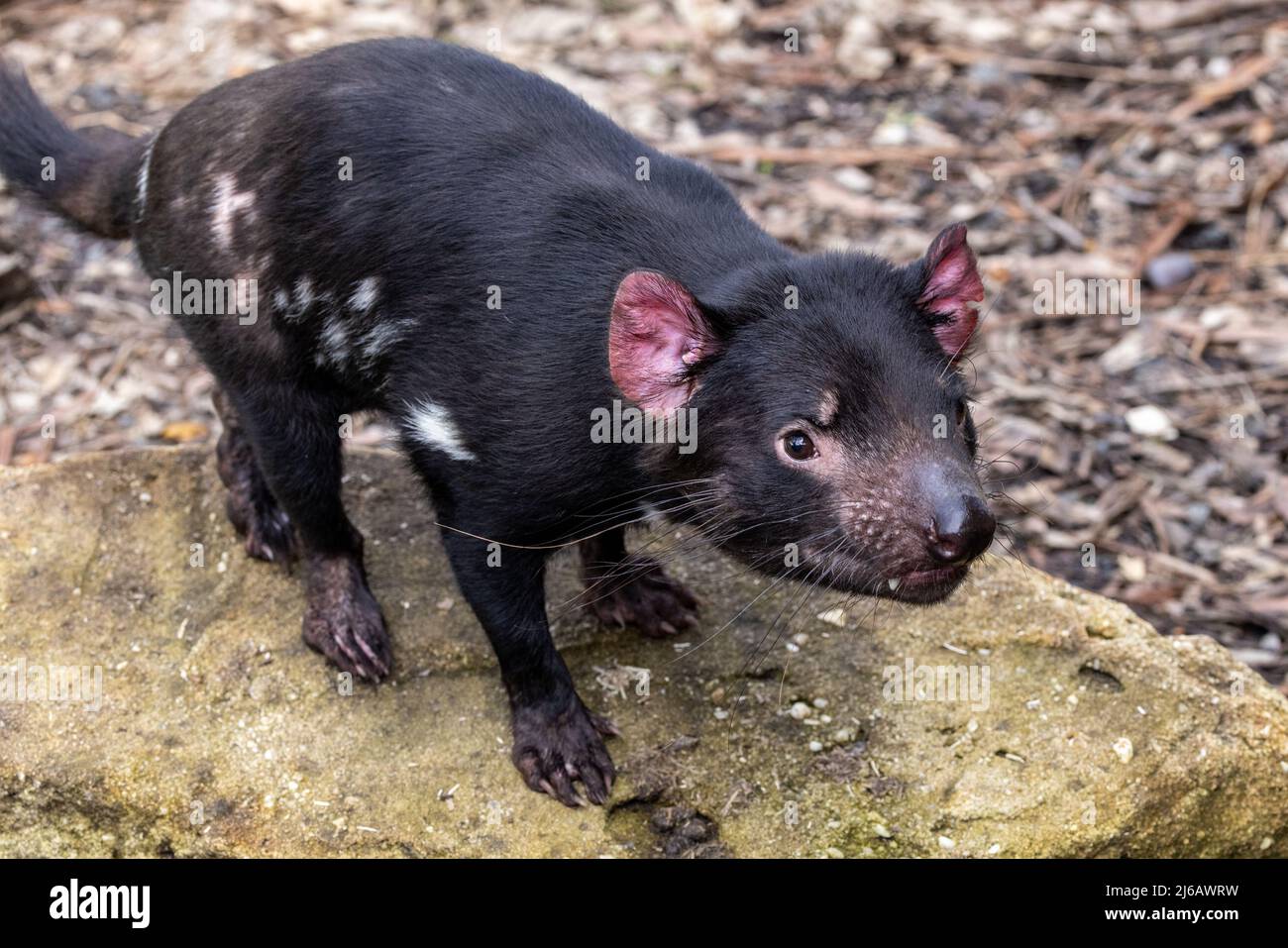 Tasmanian Devil photographed in an Australian Zoo (Sarcophilus harrisii