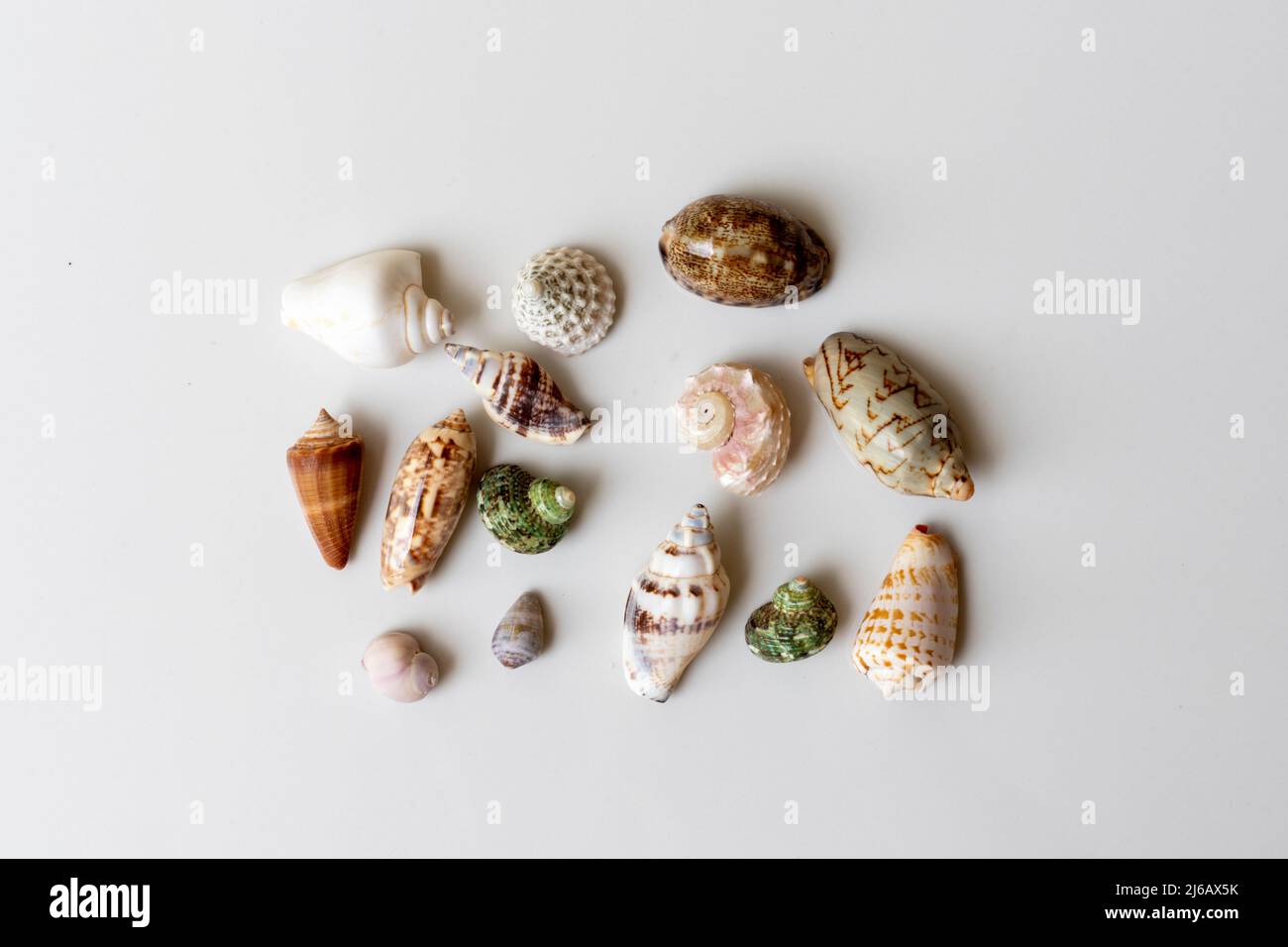Various seashell collection on white background Stock Photo