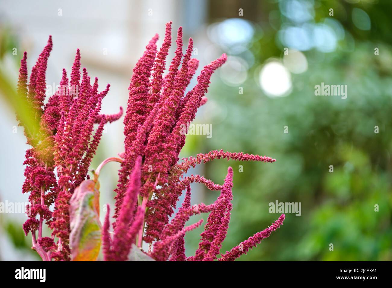 Indian red amaranth plant growing in summer garden. Leaf vegetable