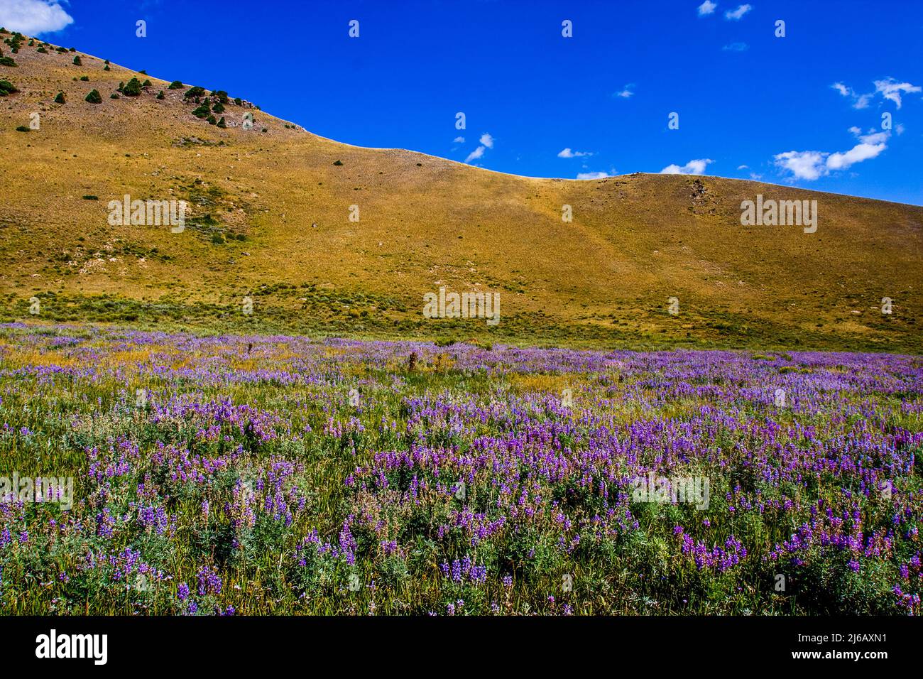 Looking into a hill at the elk refuge in Grand Teton National Park. A field of flowers covers half the hill. Stock Photo