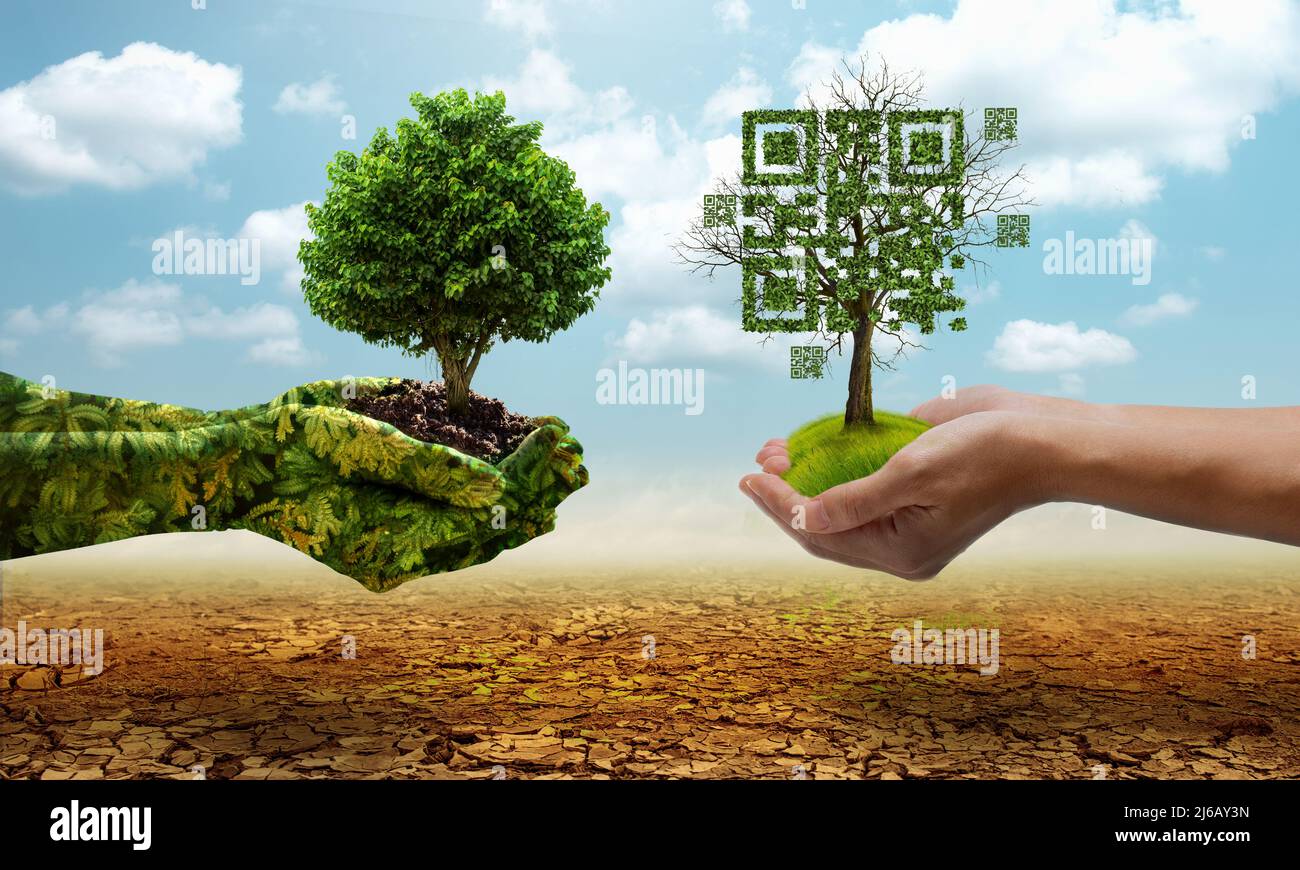 Green hands holding tree growing and holding dead tree shaped like qrcore in the dry forest background. Technology , Business and Nature Concept. Stock Photo