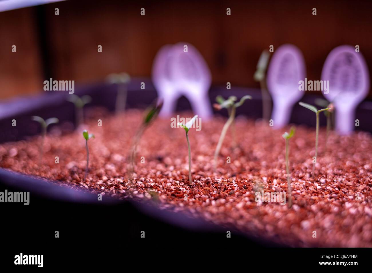 Growing seedlings indoors under a full spectrum led growing light. Growing seedlings of greens
