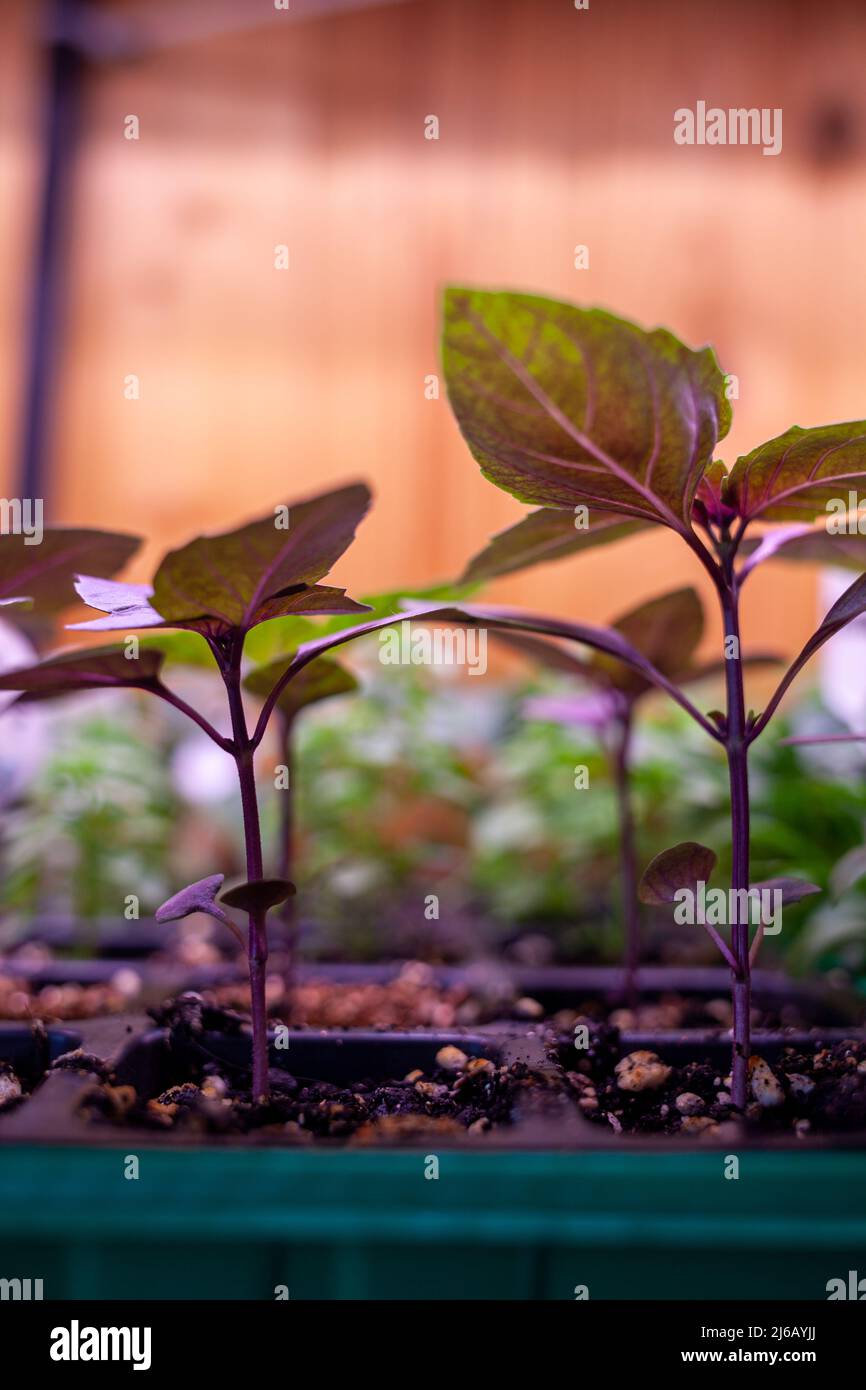 Growing seedlings indoors under a full spectrum led growing light