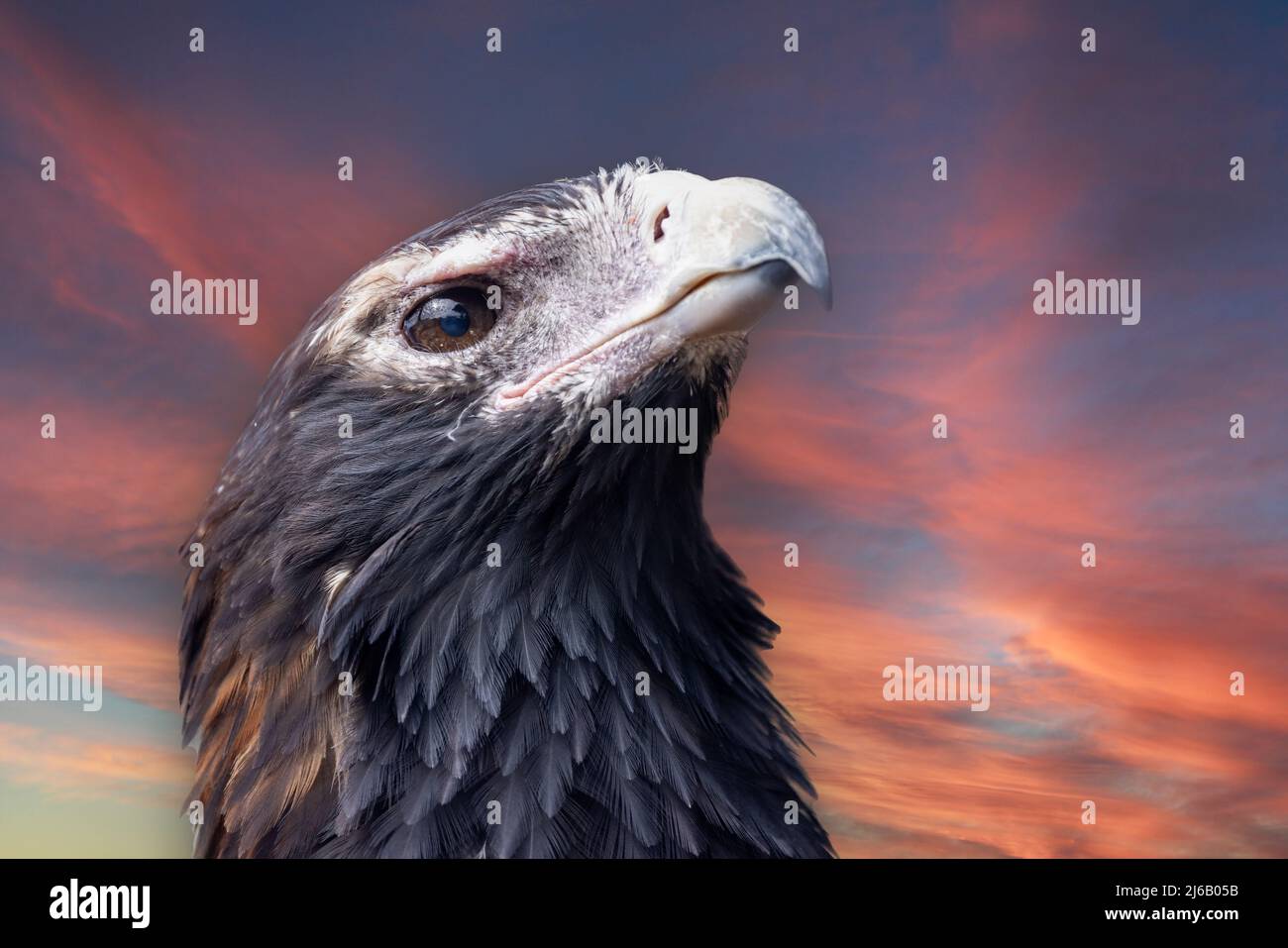 Australian Wedge-tailed Eagle (Aquila audax) Stock Photo
