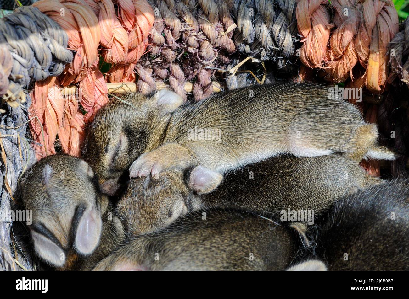 Dependent Rabbit Five tiny, very young baby cottontail rabbits whose eyes are still ...