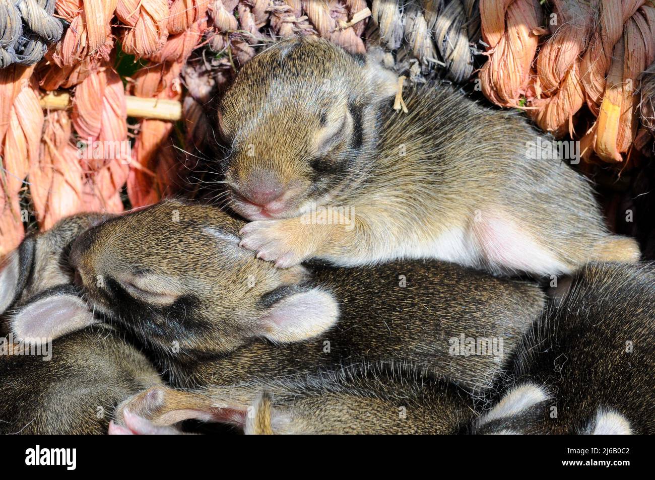 Where Do Baby Bunnies Sleep