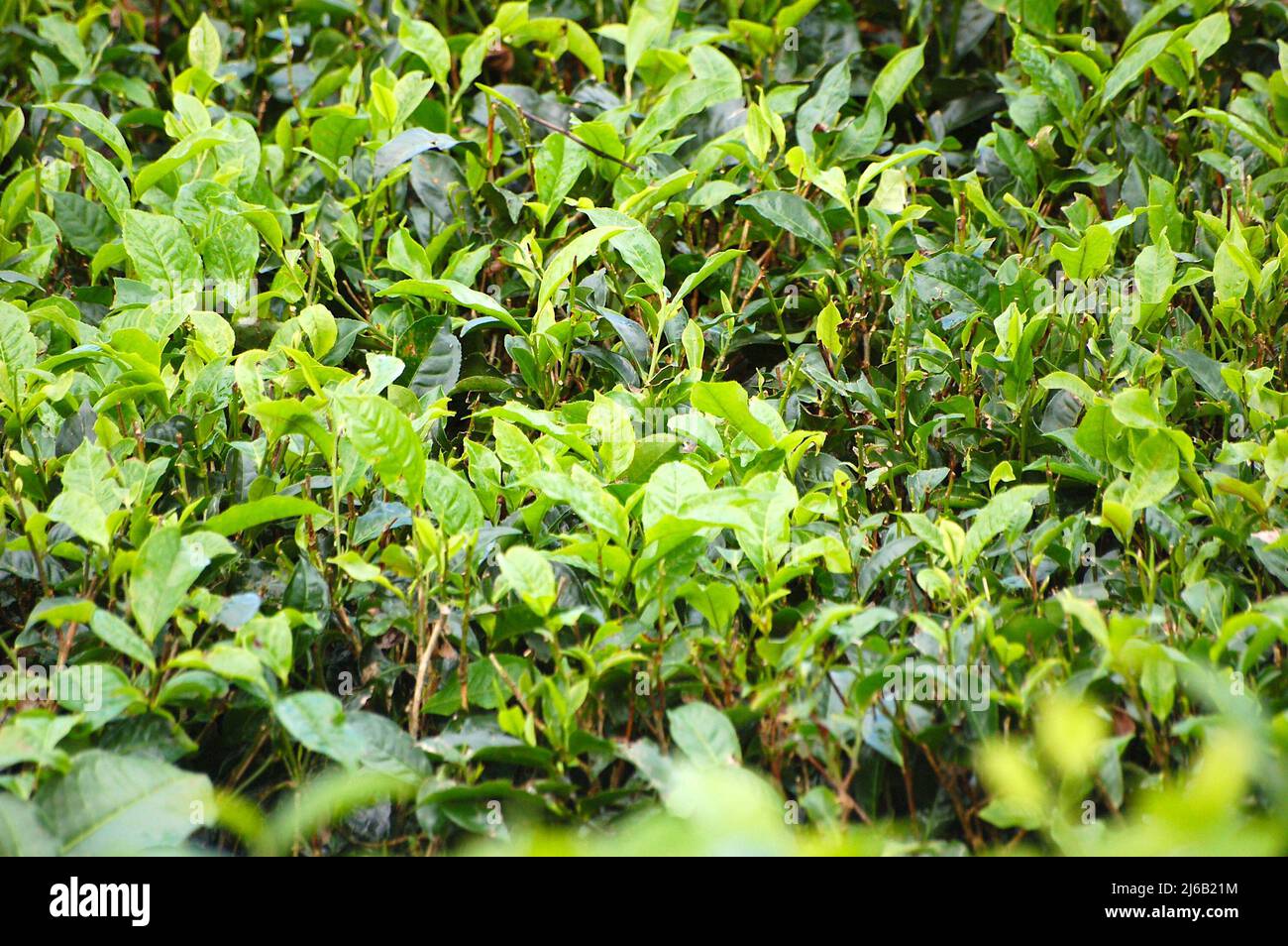 tea leaf plantation in south mauritius Stock Photo