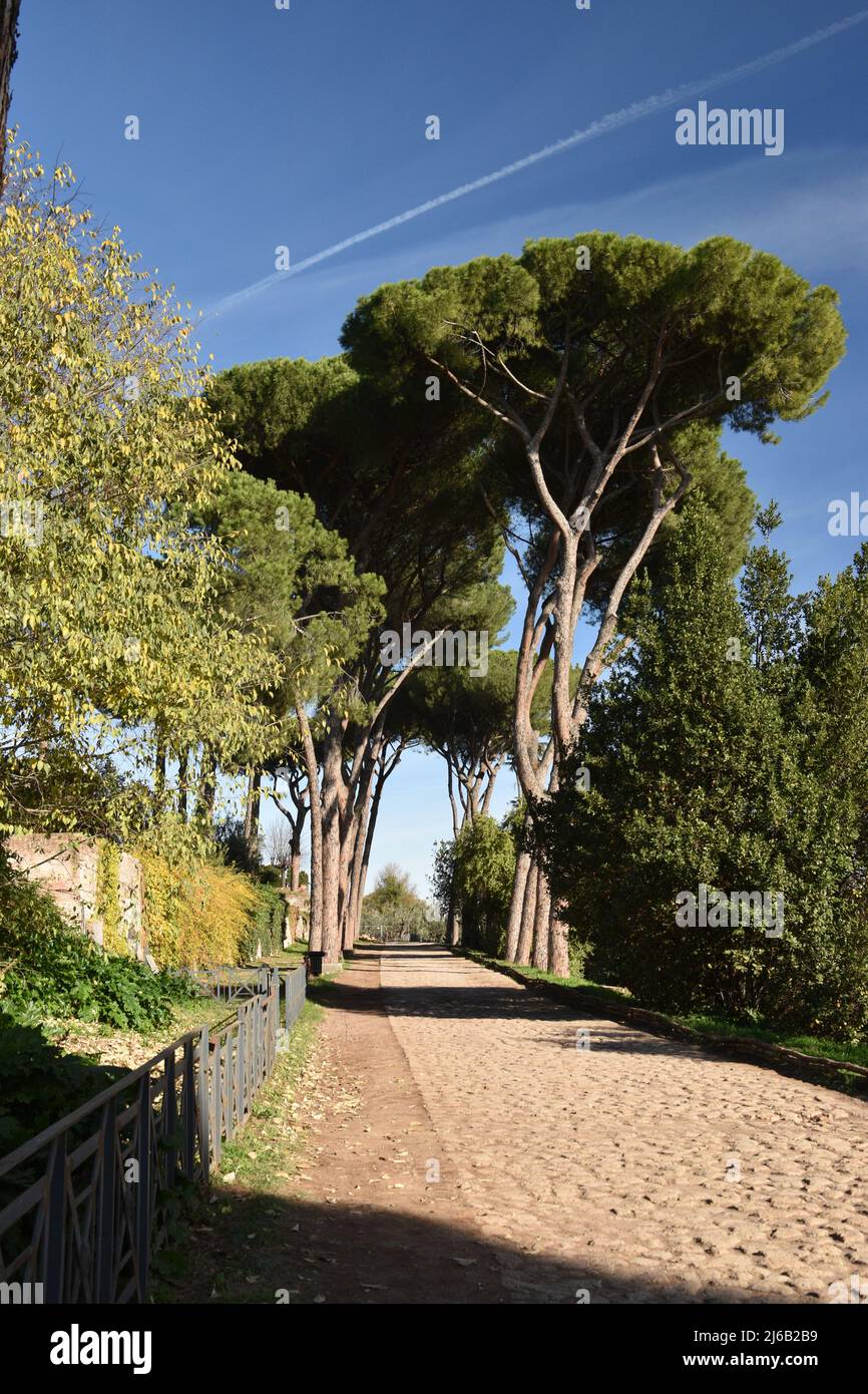 Stone Pines (pinus pinea) amongst the ruins of the ancient imperial ...