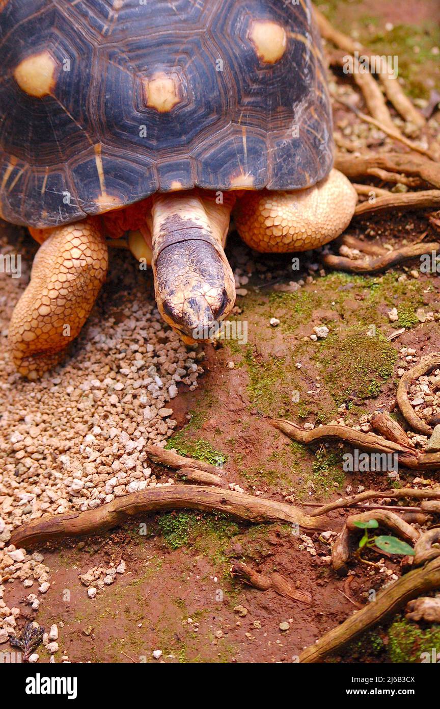 Crawling animals hi-res stock photography and images - Alamy